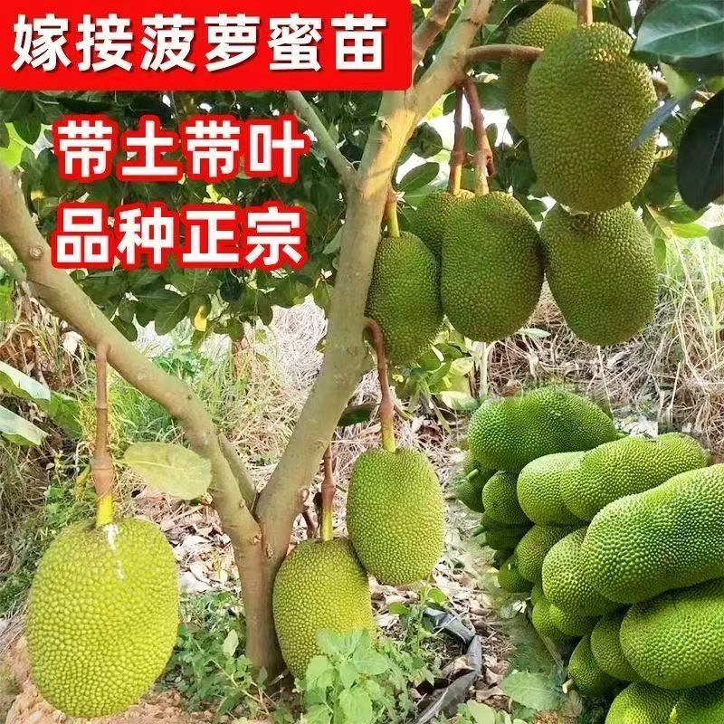 正宗菠萝蜜树苗马来西亚1号红肉12号嫁接大果高产南方盆地栽四季