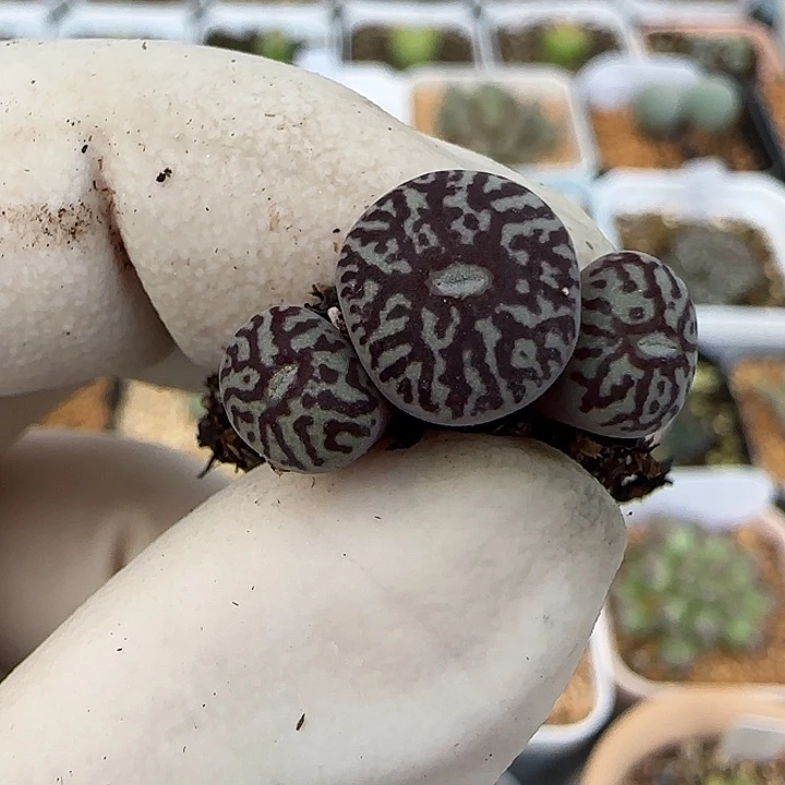 944福利福利福利福利