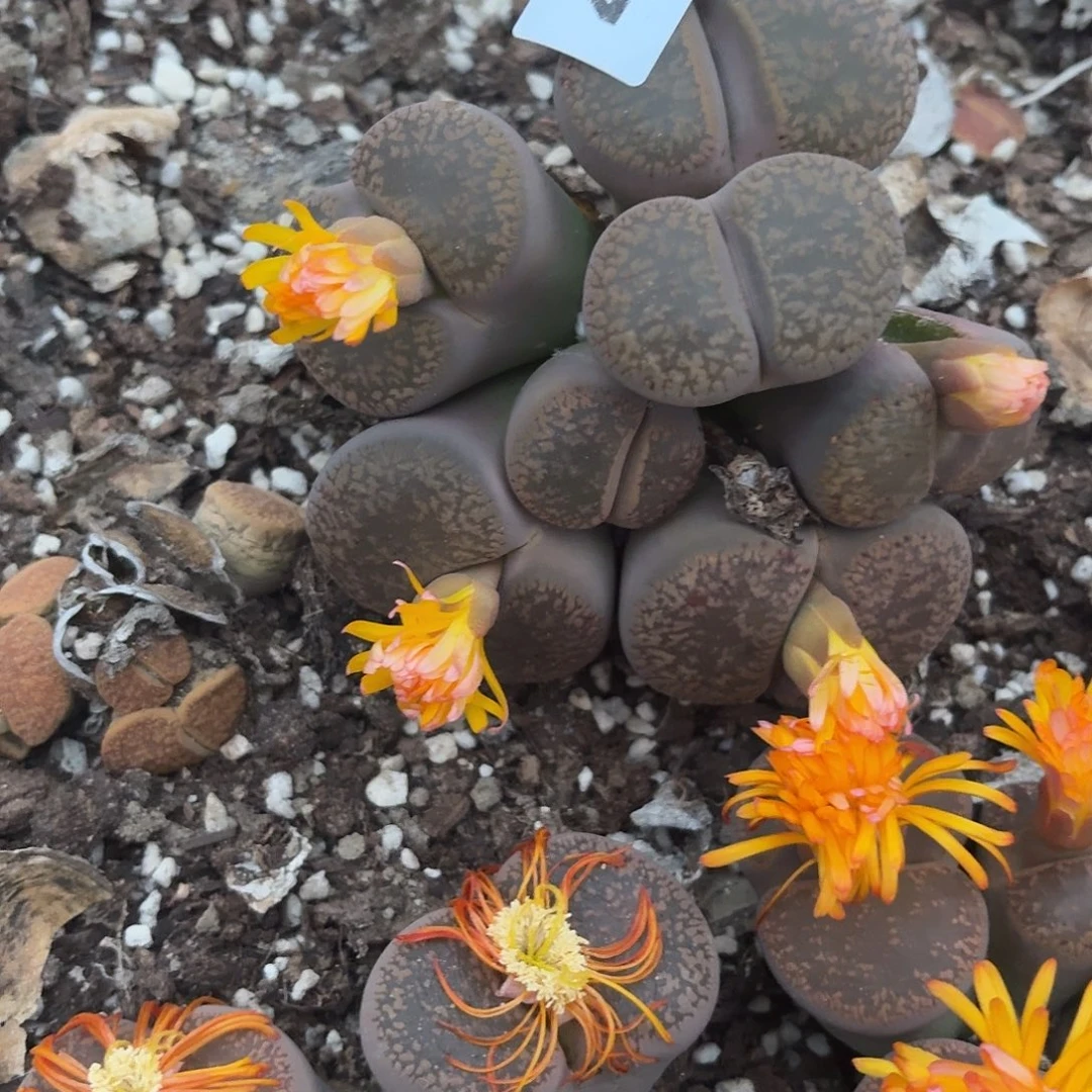 毛***皮生石花一物一拍414