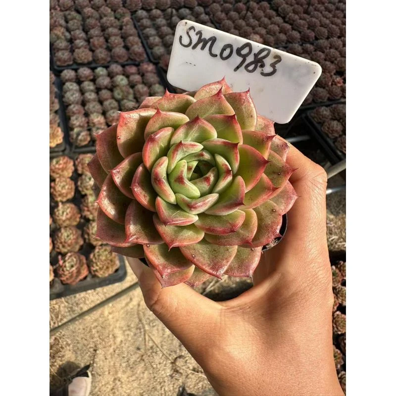 7#印象派多肉植物前男友精品多肉SM0983