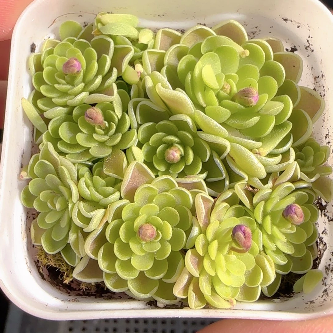 多肉0101-174捕虫堇