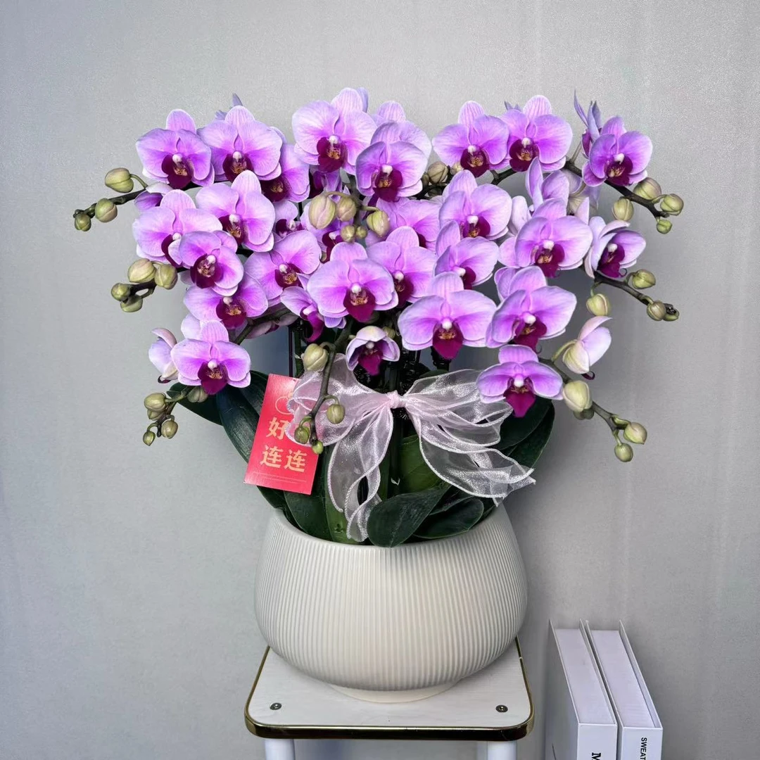 花椿舍【宝贝】选美第二名 好养耐养 室内花花 佛山基地直发