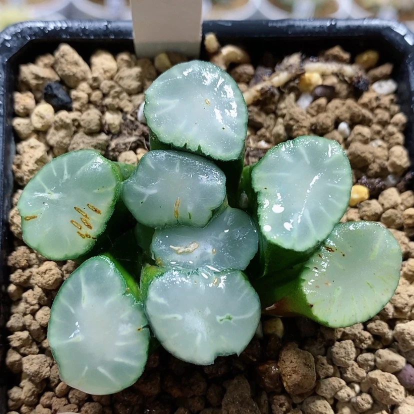 【闪购商品】134白瓷