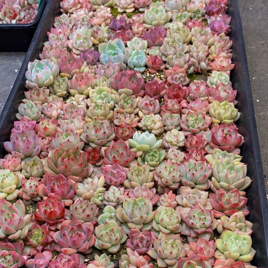 珂*431多肉植物保护研究所所长的时候