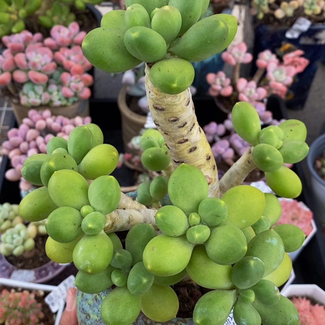 3212芒果奶13cm多肉