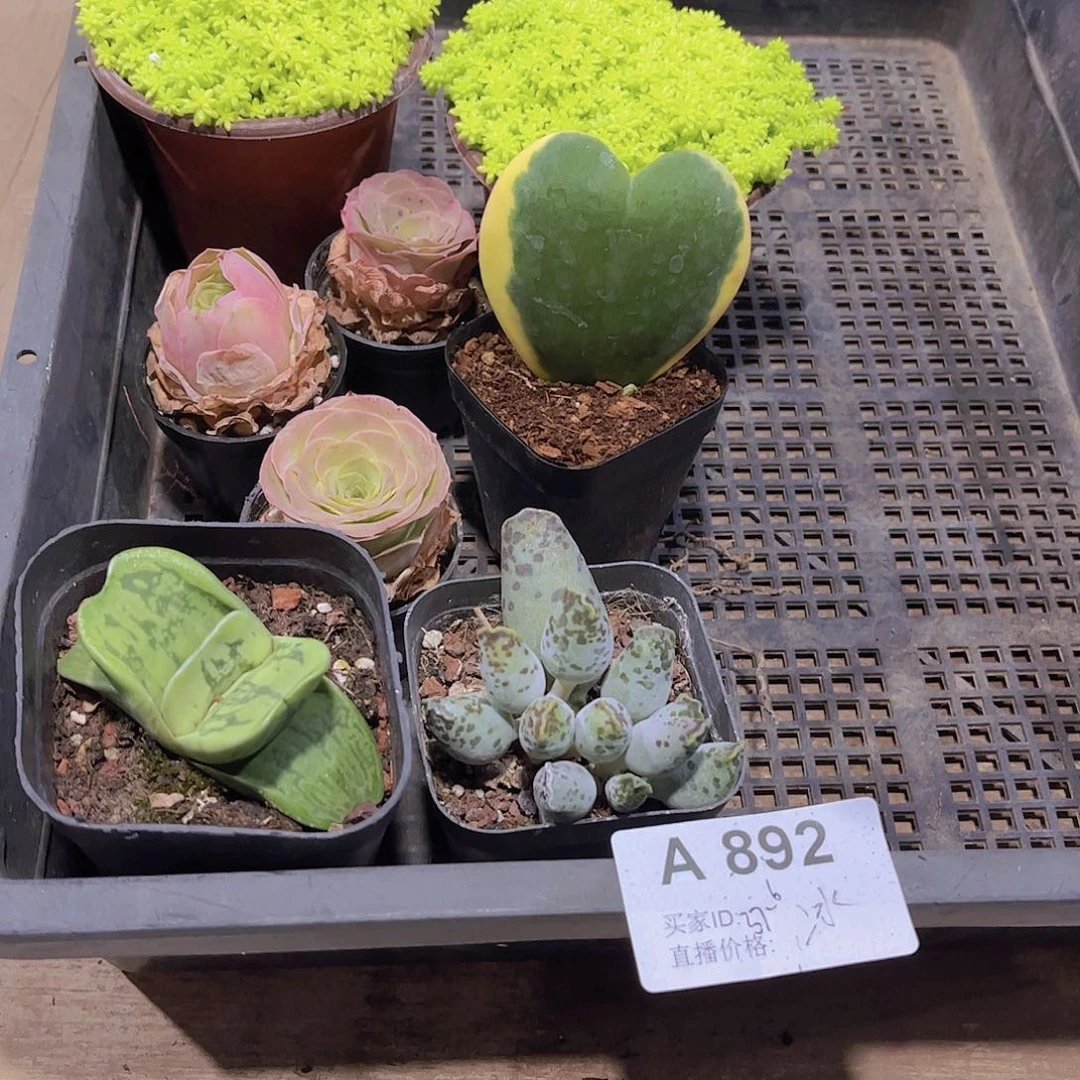 多肉892多肉植物