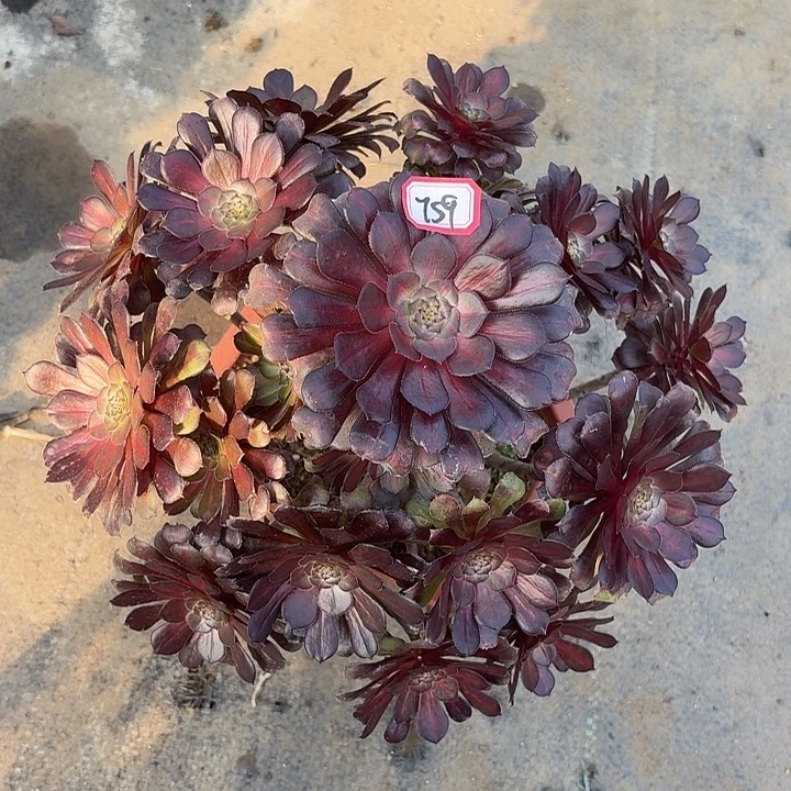 红铜中班锦759多肉植物