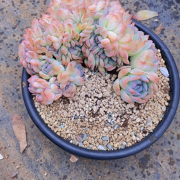 魏***双沙沙女王缀化多肉植物