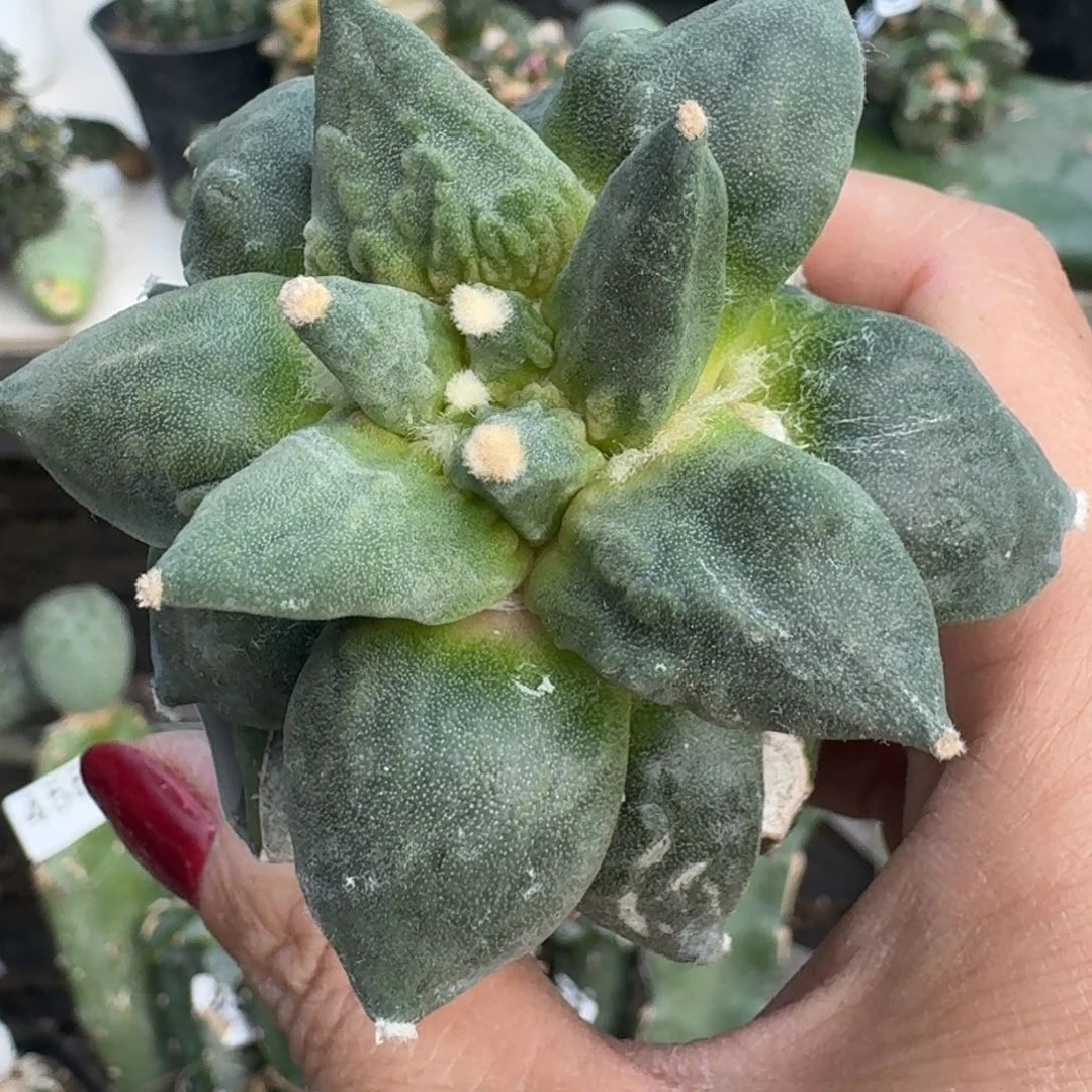 【闪购商品】无花朵捡漏怒涛牡丹415