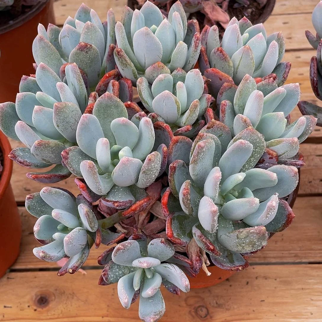 灰姑娘多肉植物群3103