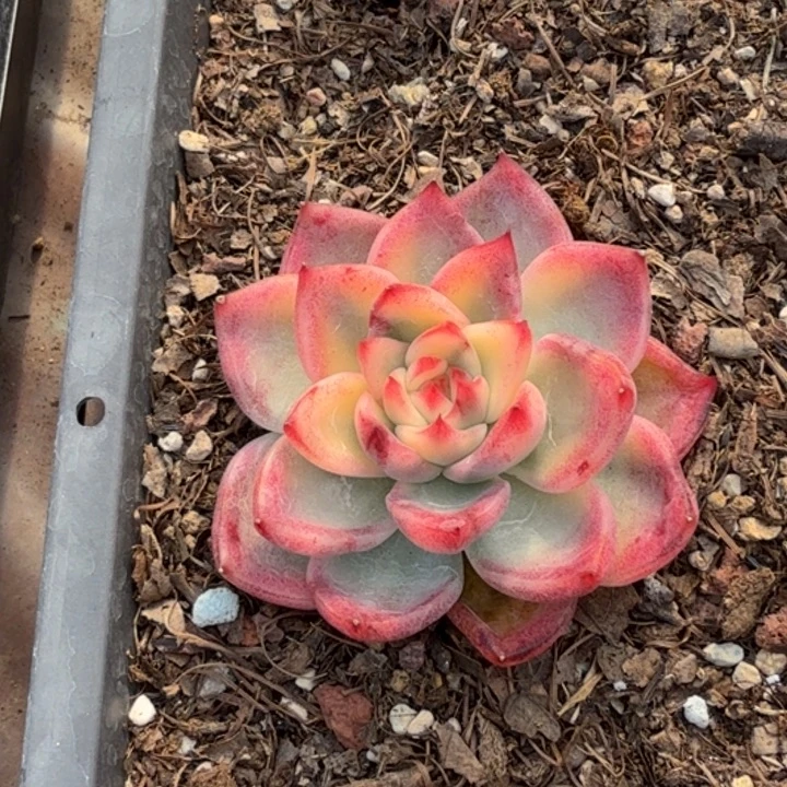 迦蓝锦多肉植物一物一拍