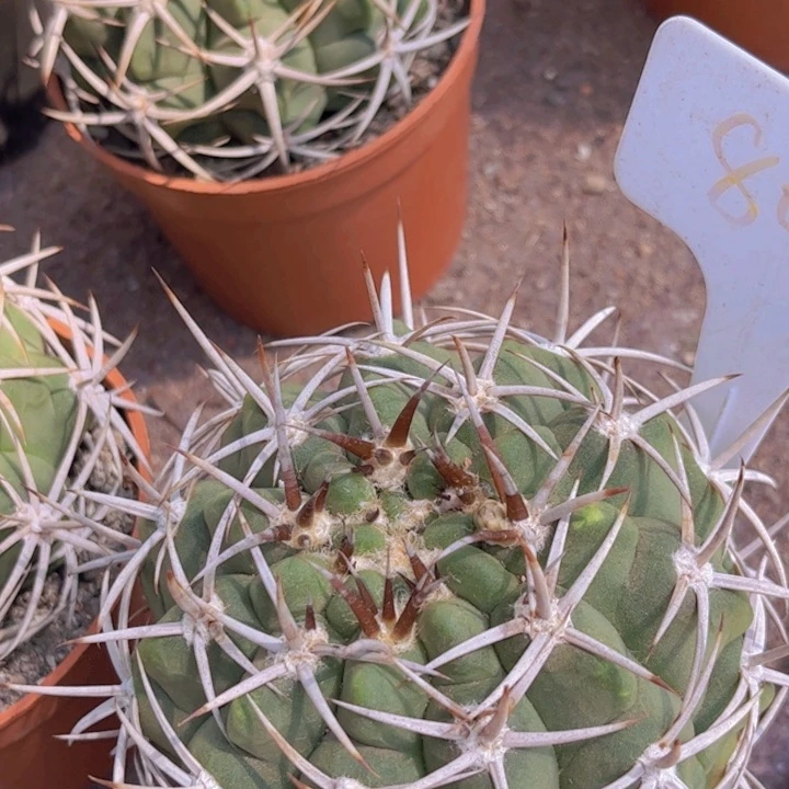 红****汤8086实生碧岩玉好养