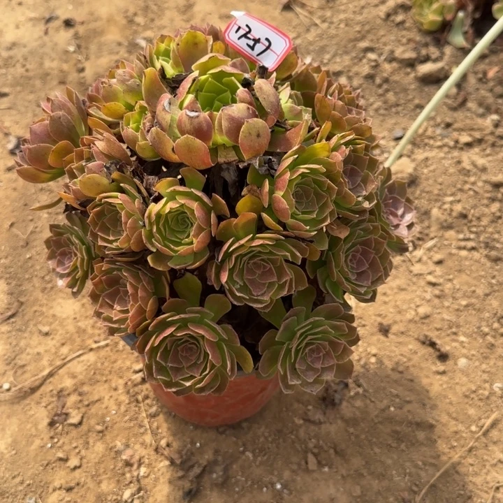17-57赤焰莲地理不包售后