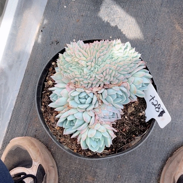 晨语多肉一物一拍+287