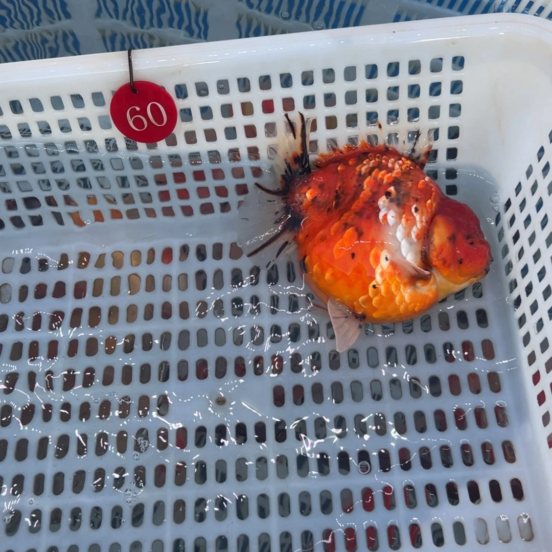 雄***鹰金鱼你好吗我好想