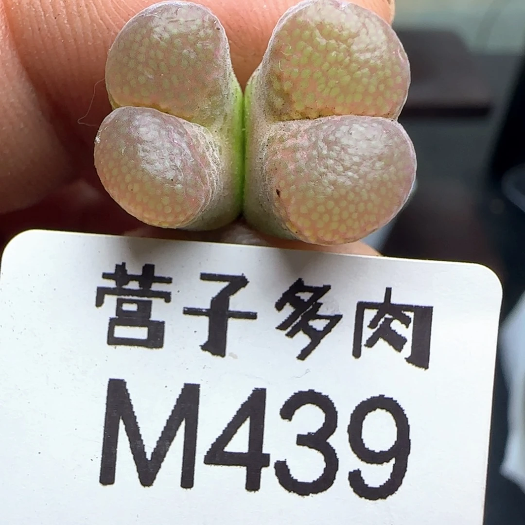 红宝石双头福利。