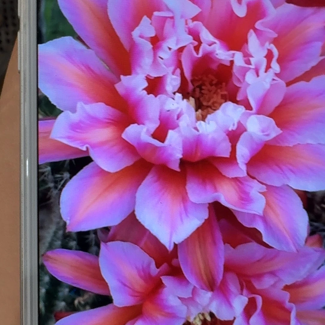 城堡侧芽5公分毛花柱仙人球