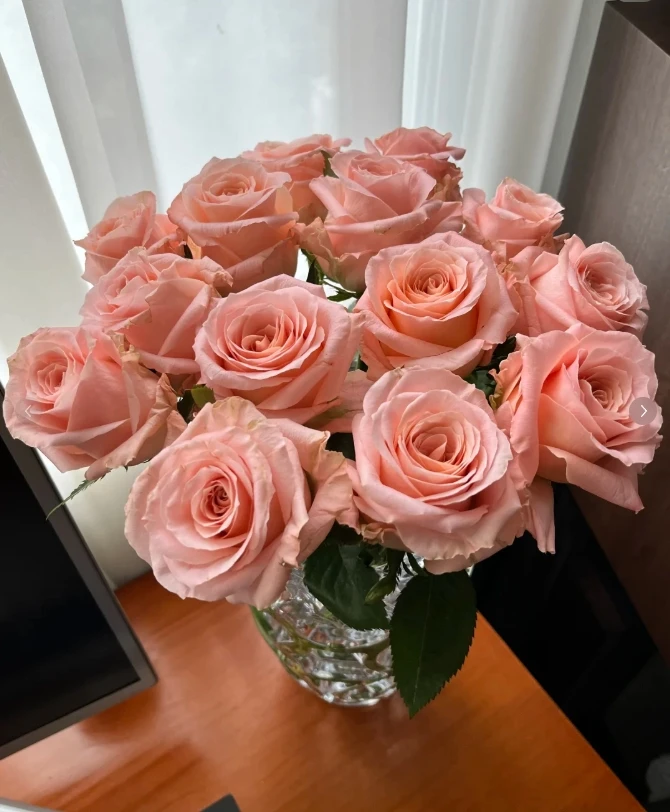 【新疆花之溪】微光玫瑰