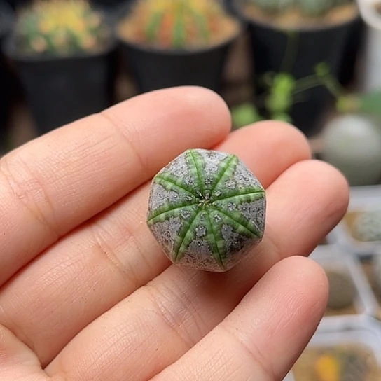 无花朵蜡质皮美纹布纹球实生