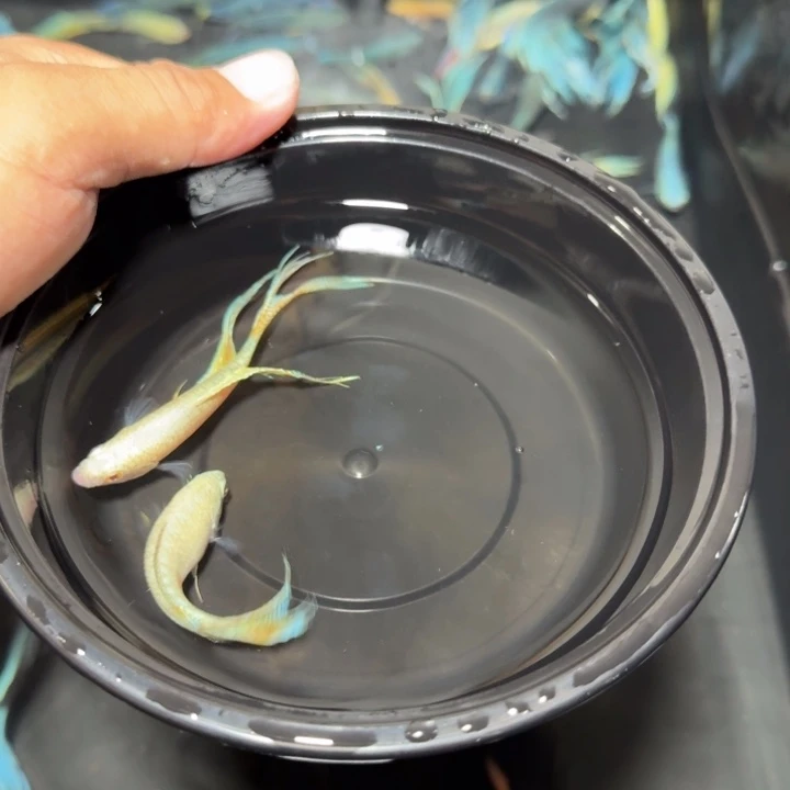 斗鱼直播间对图白蛇43