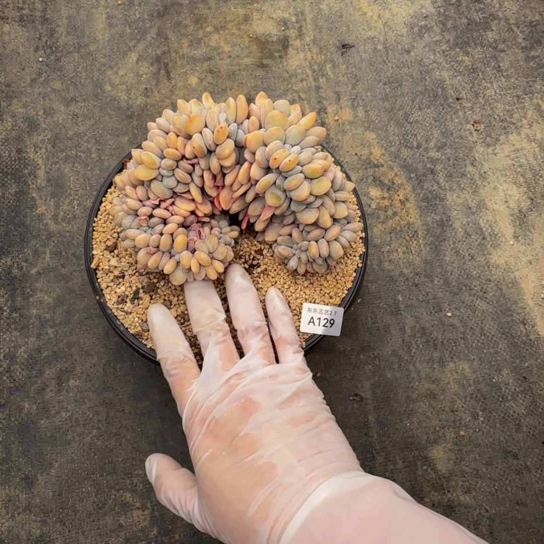 a a a a a a a a a 129