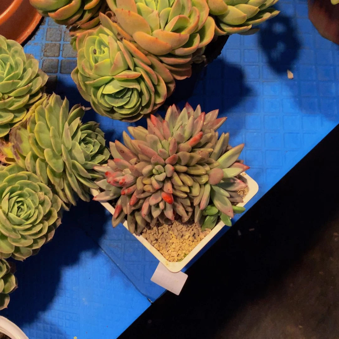 丽*梦8118桃花源缀化