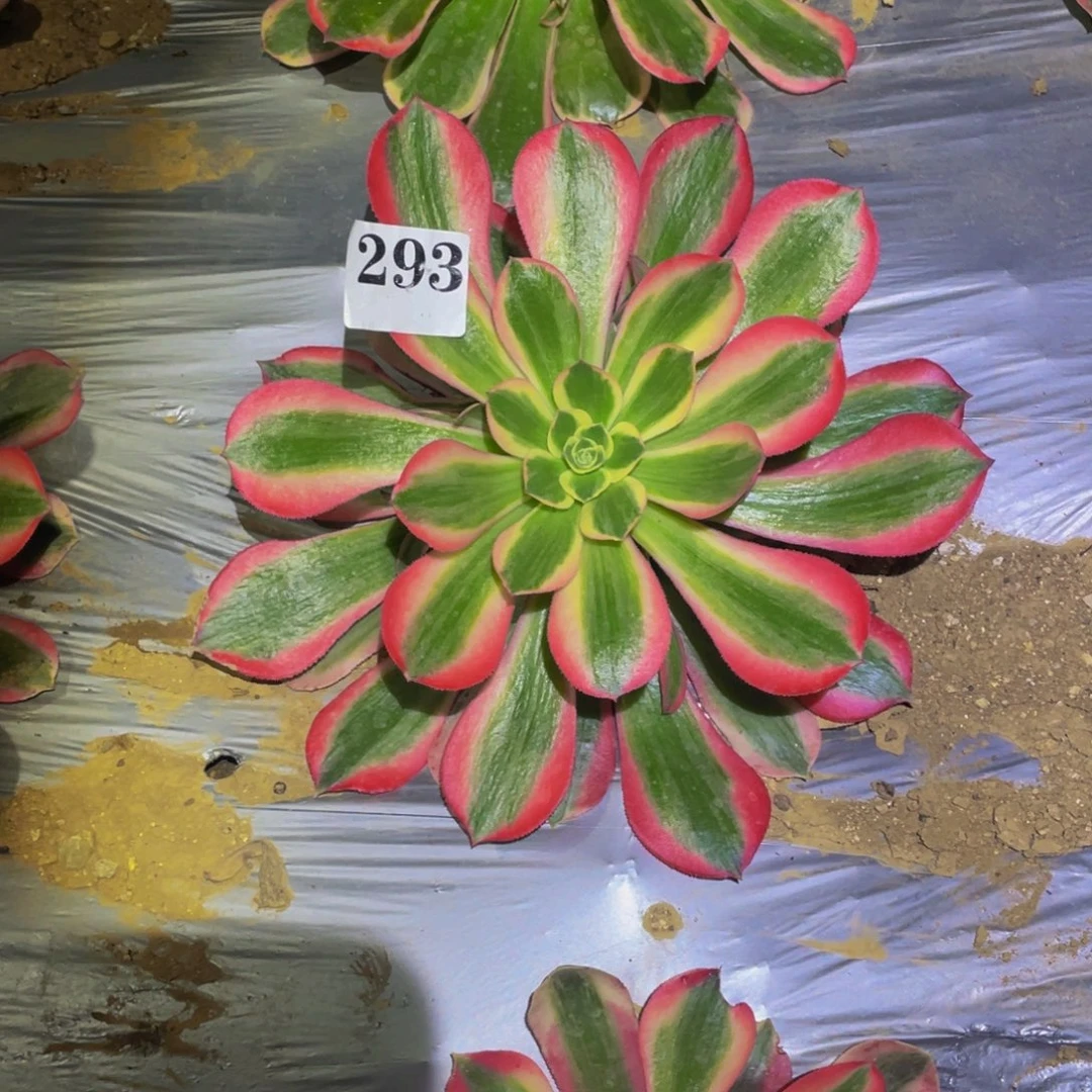 花样年华多肉植物多肉293