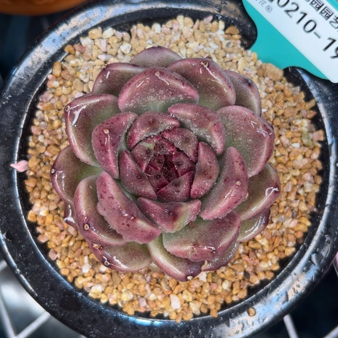 多肉一物一拍0210-197