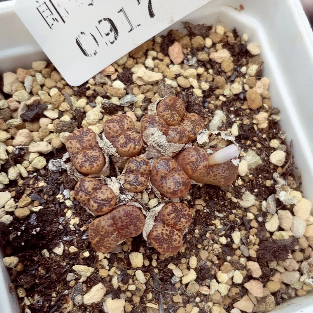 生石花18包邮0917-70