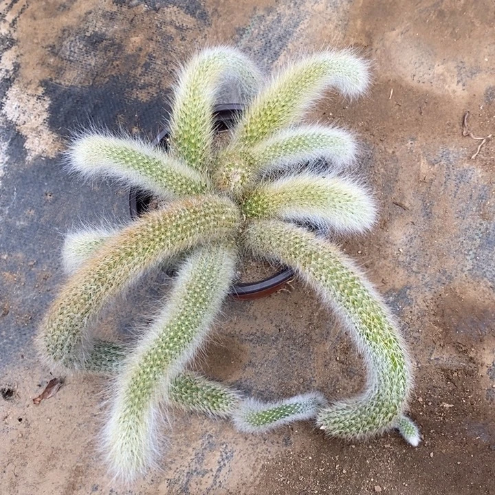 九尾狐多肉断头不包3791