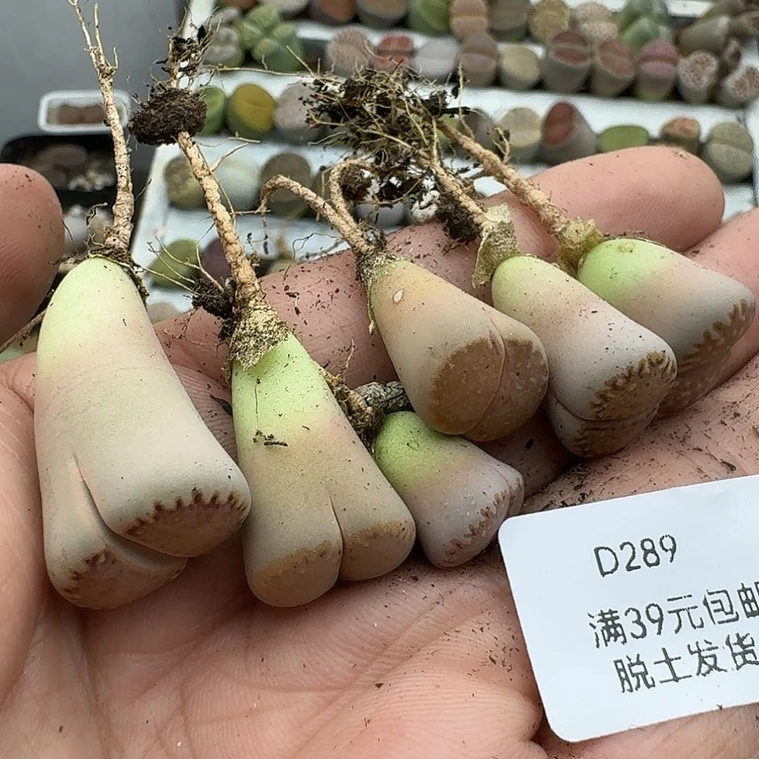 木***杨289多肉哈哈哈哈哈哈哈哈