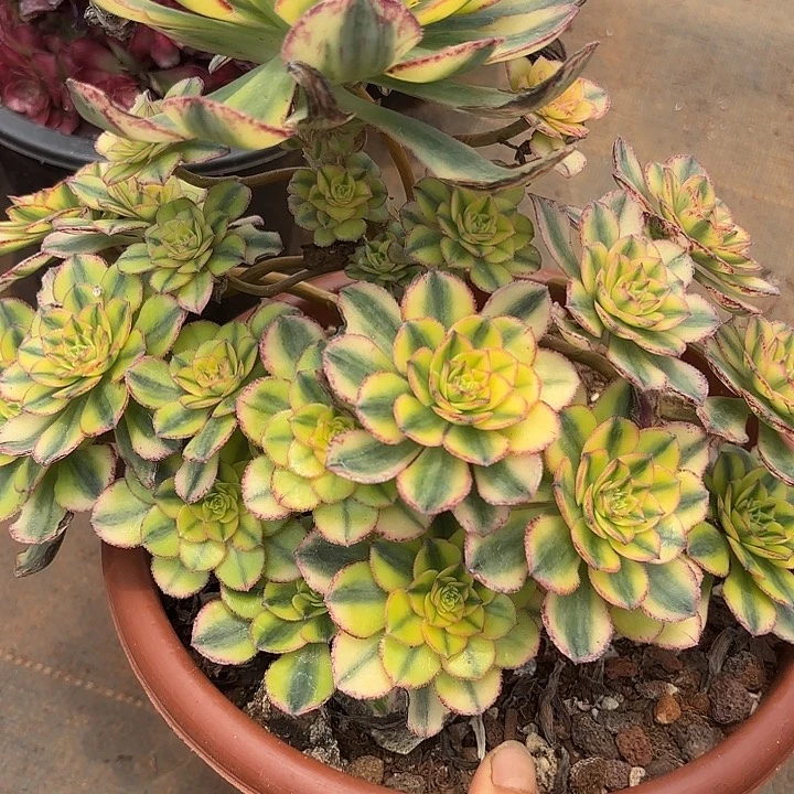 多肉植物太阳神210