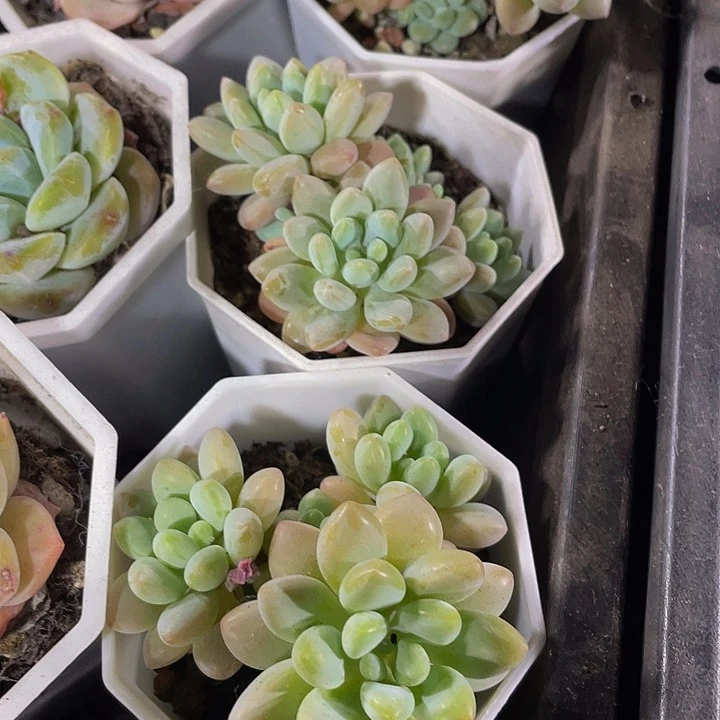 八角盆洛可可群带盆土