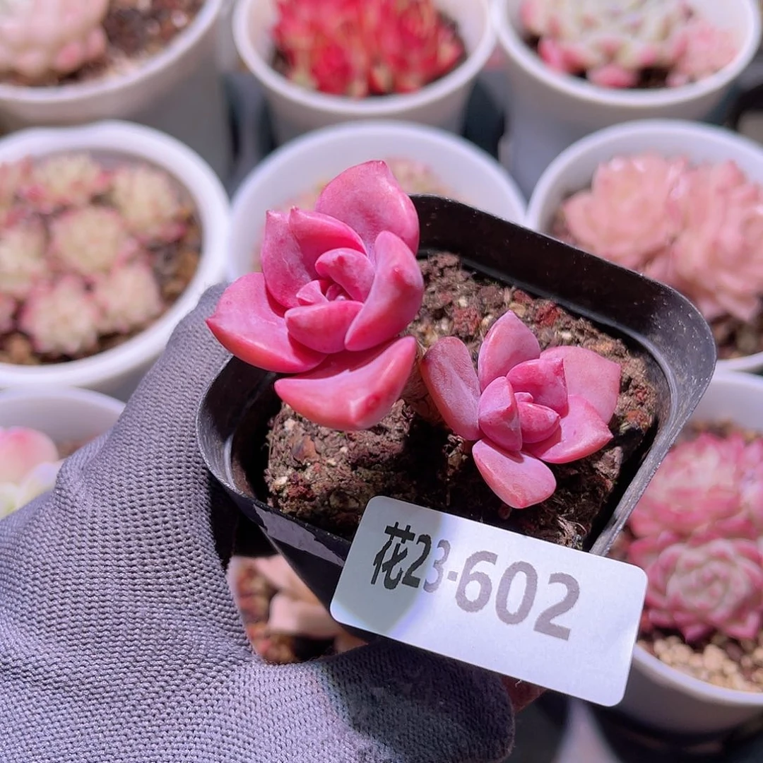 花23-602彩虹糖双头