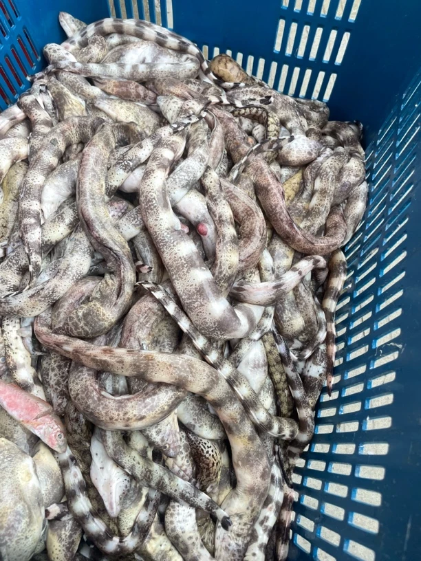 惠来澳角本港钱鳗鱼5斤