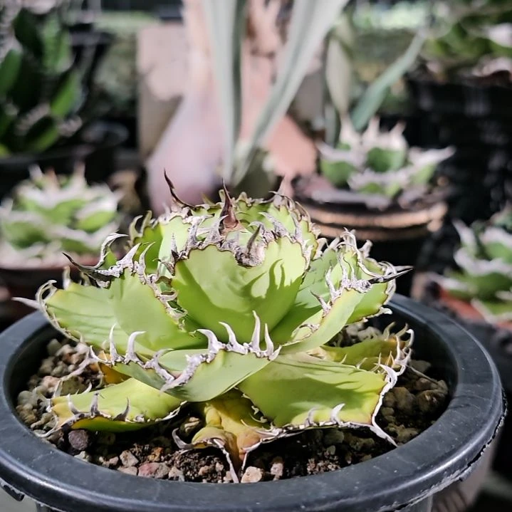 蕾丝 小亚成: 基因保证非组培 (直播特价/下播结束)