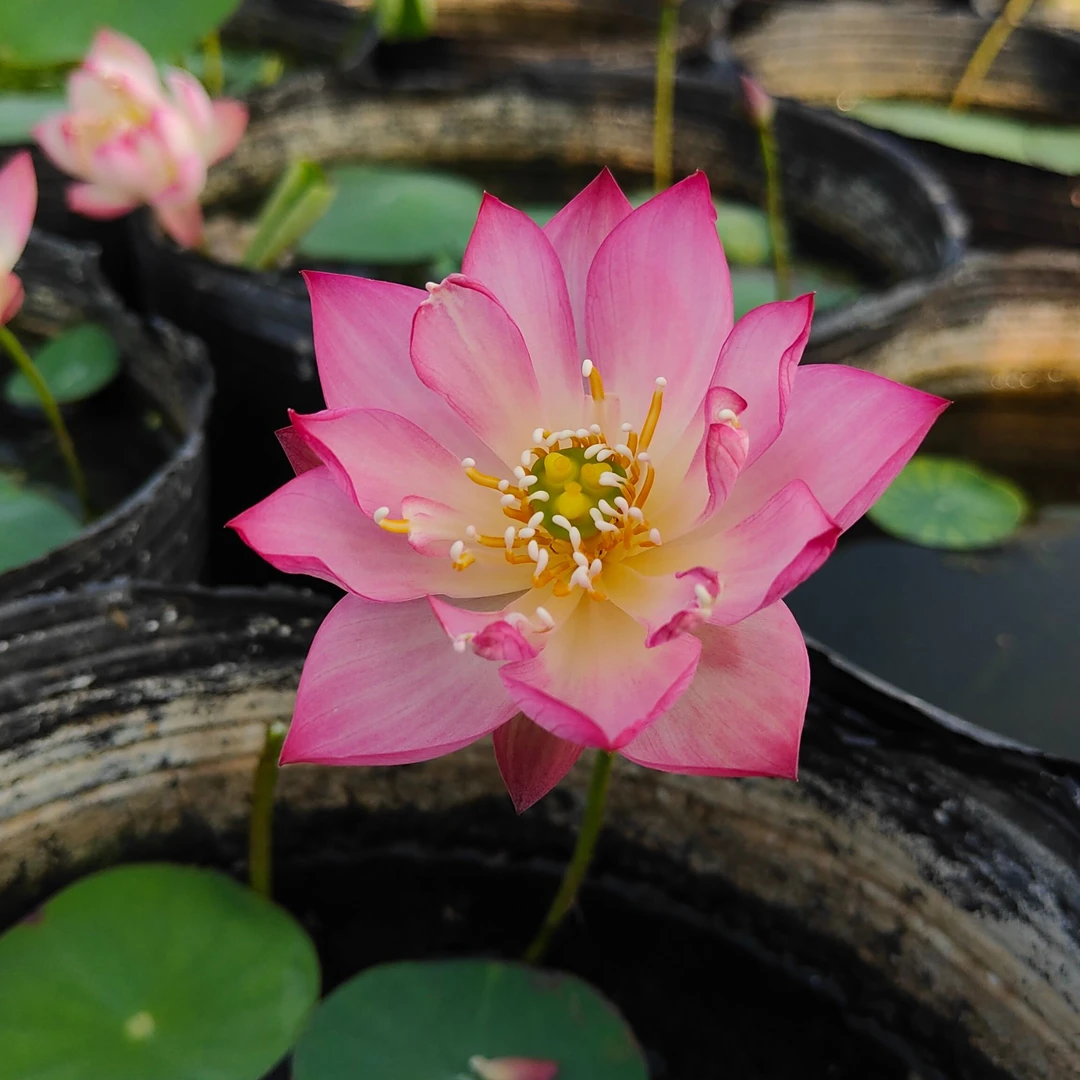 【落尘】微型碗莲杯苗/种藕荷花庭院楼顶水生花卉春季栽培迷你植物