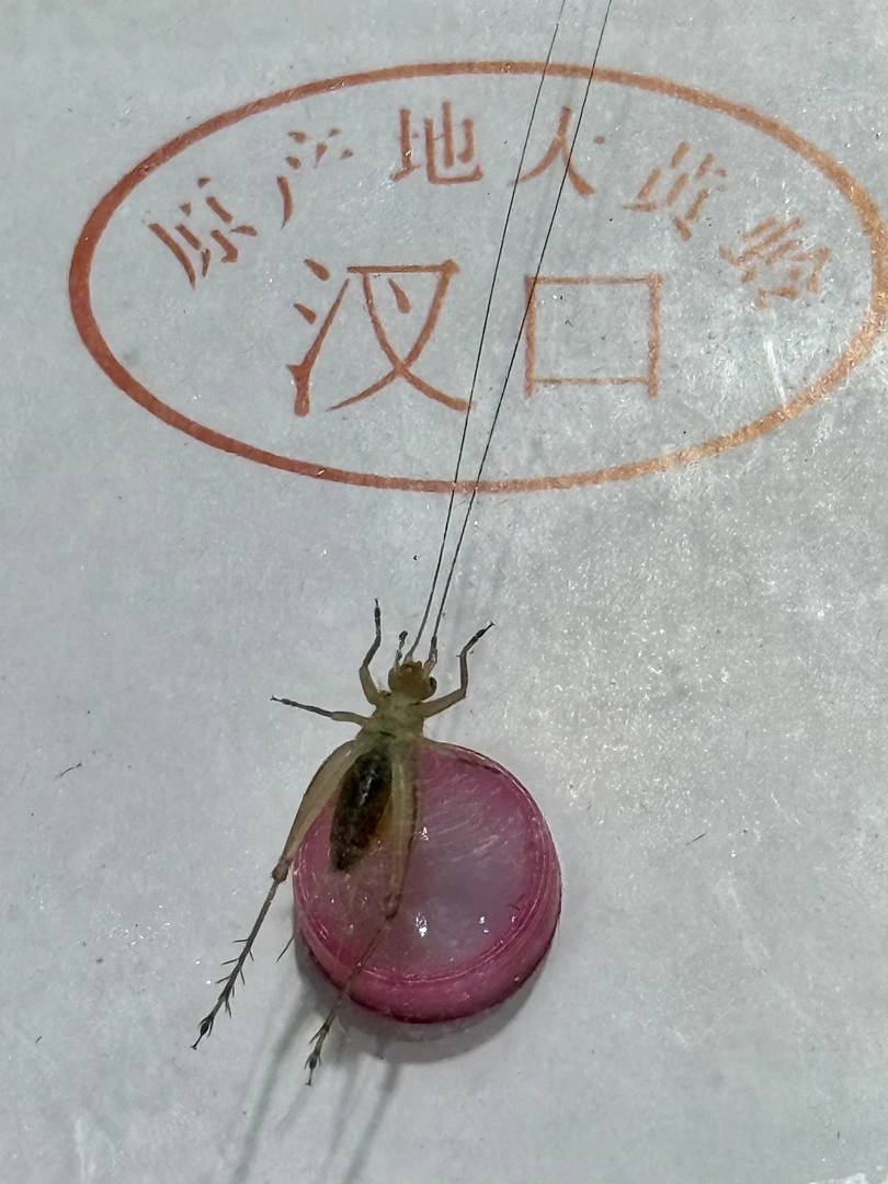 短须冬大黄蛉小黄蛉蟋蟀鸣虫蝈蝈爬宠好物竹蛉