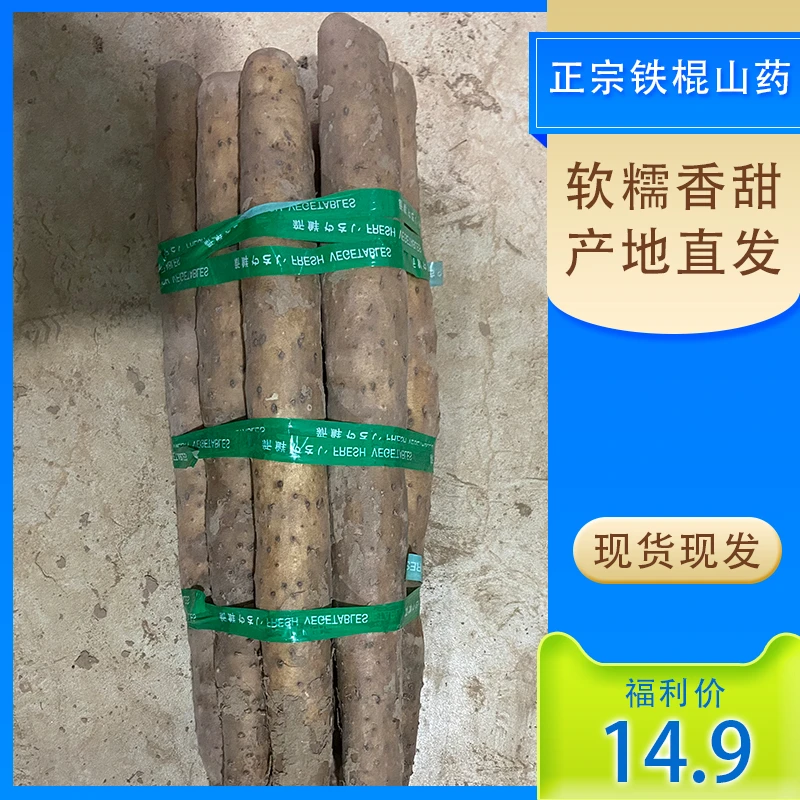 铁棍山药特大果40-45cm