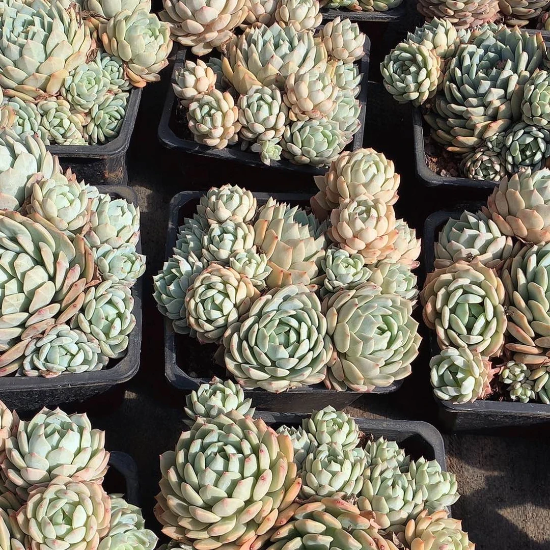 蓝眼睛量拍多肉年终福利