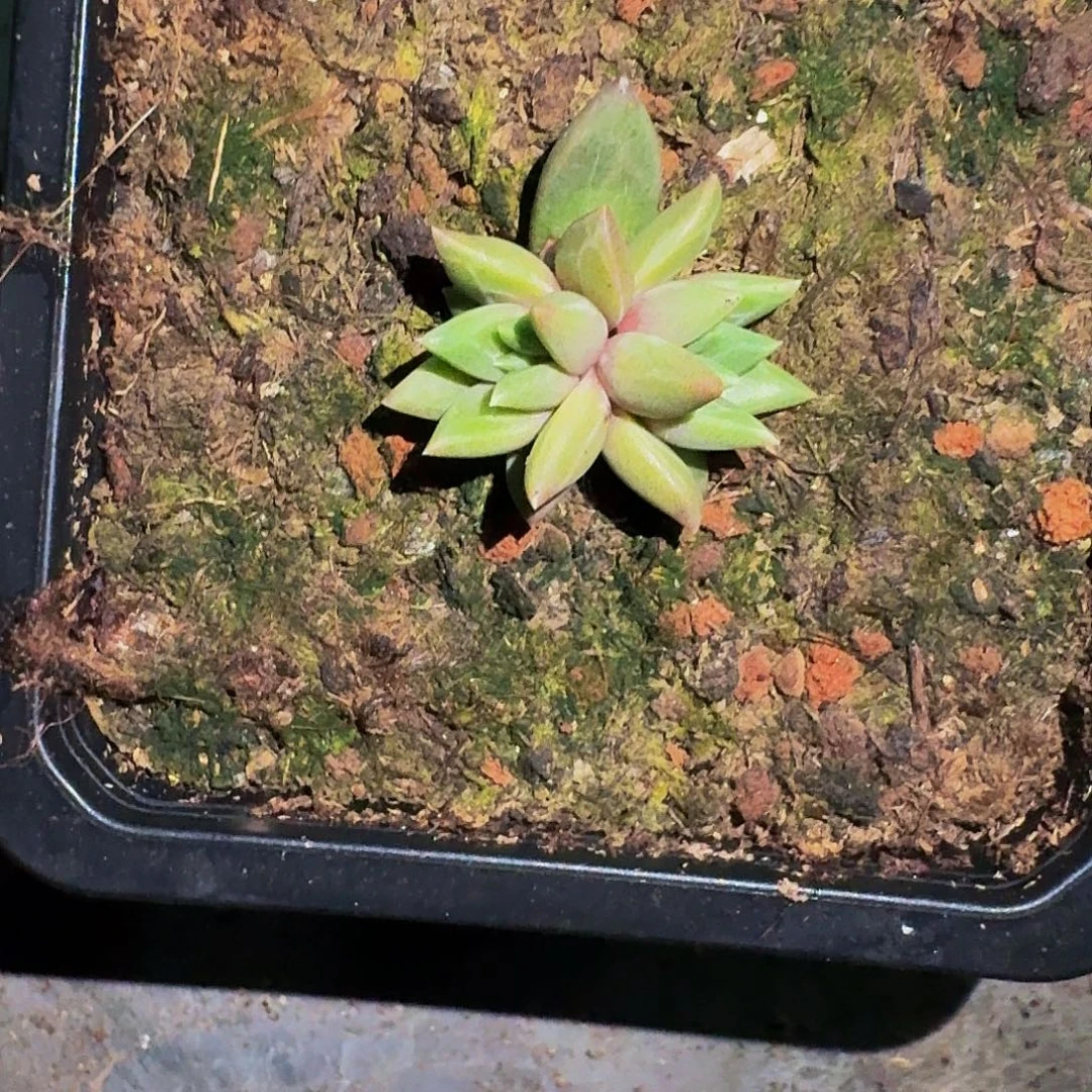 狼牙个体 一物一拍