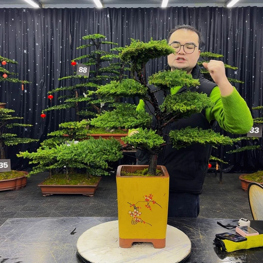 龙爪松高端造型盆景