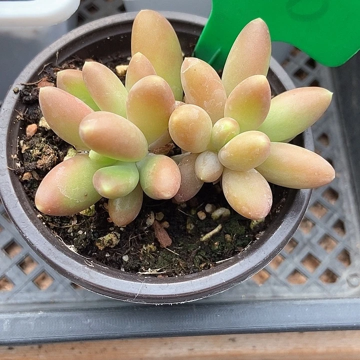 多肉植物金蝉986多肉