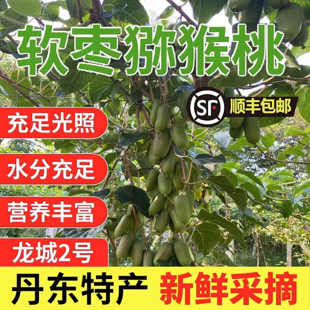 东北特产奇异莓树熟软枣猕猴桃香甜多汁顺丰发货