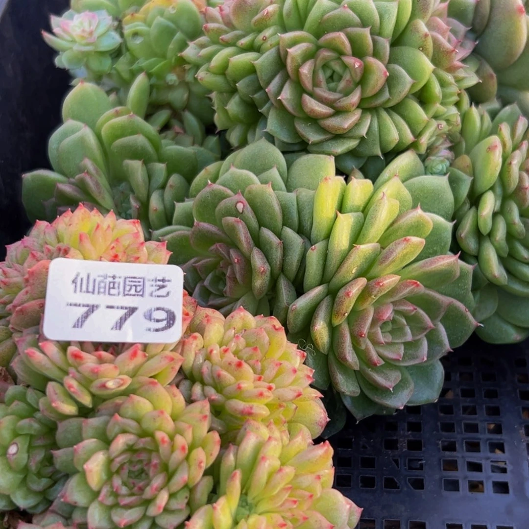 鼹***铲779多肉葡萄的价格是