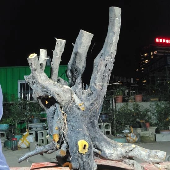 他***！无花朵金单子当前无花果