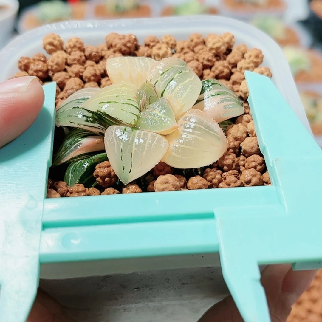 【闪购商品】H香瓜岛