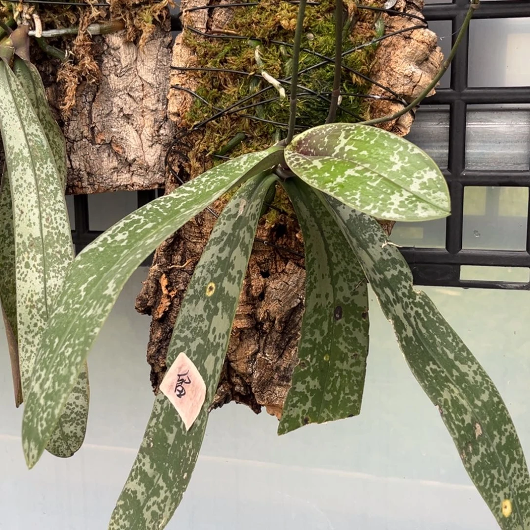 无花朵板值山採史苗