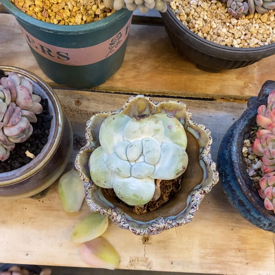 恭喜发财 恭喜发财