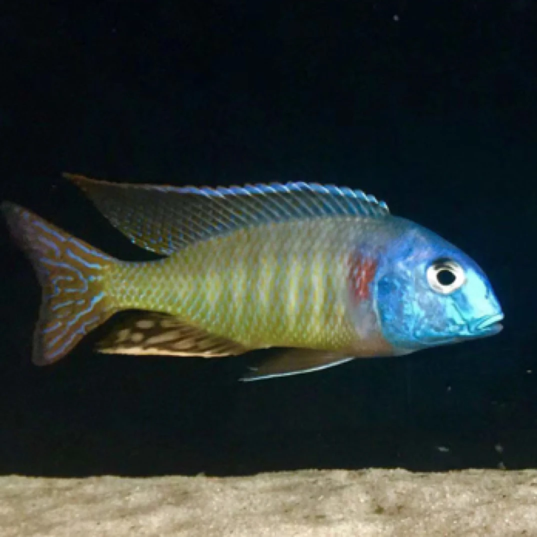 马鲷福利补价链接